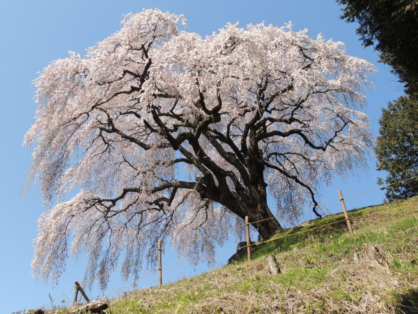 乙ケ妻 おっかづま のしだれ桜 山梨 牧丘タクシー