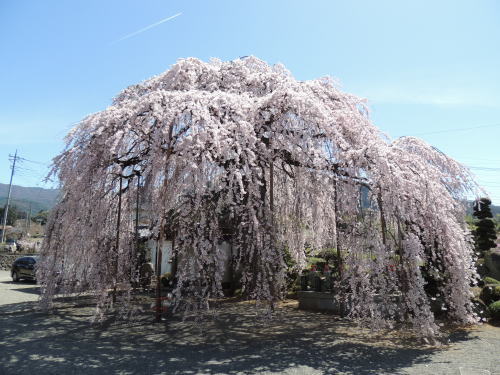 周林禅寺のしだれ桜紹介 牧丘タクシー 山梨県